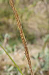 Smooth cordgrass